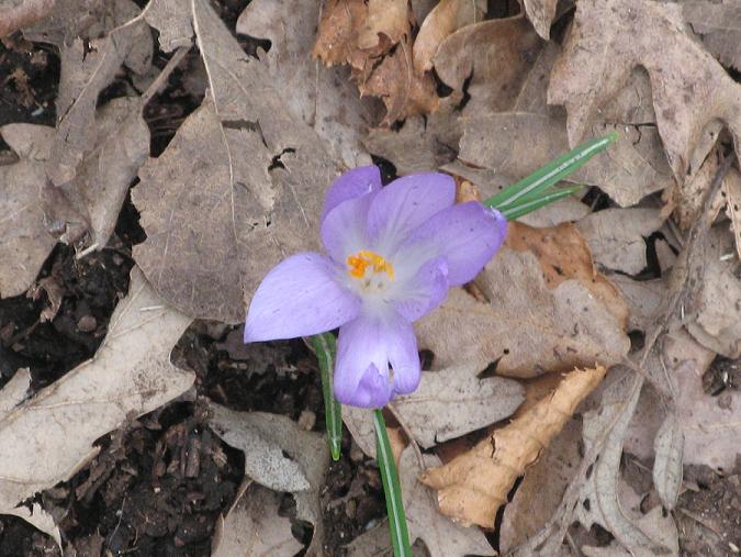 Crocus neapolitanus